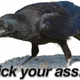 Image for article titled Science shows that crows are the biker gangs of the sky